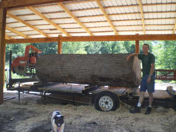 38 inch diameter Tulip log ready for the sawmill